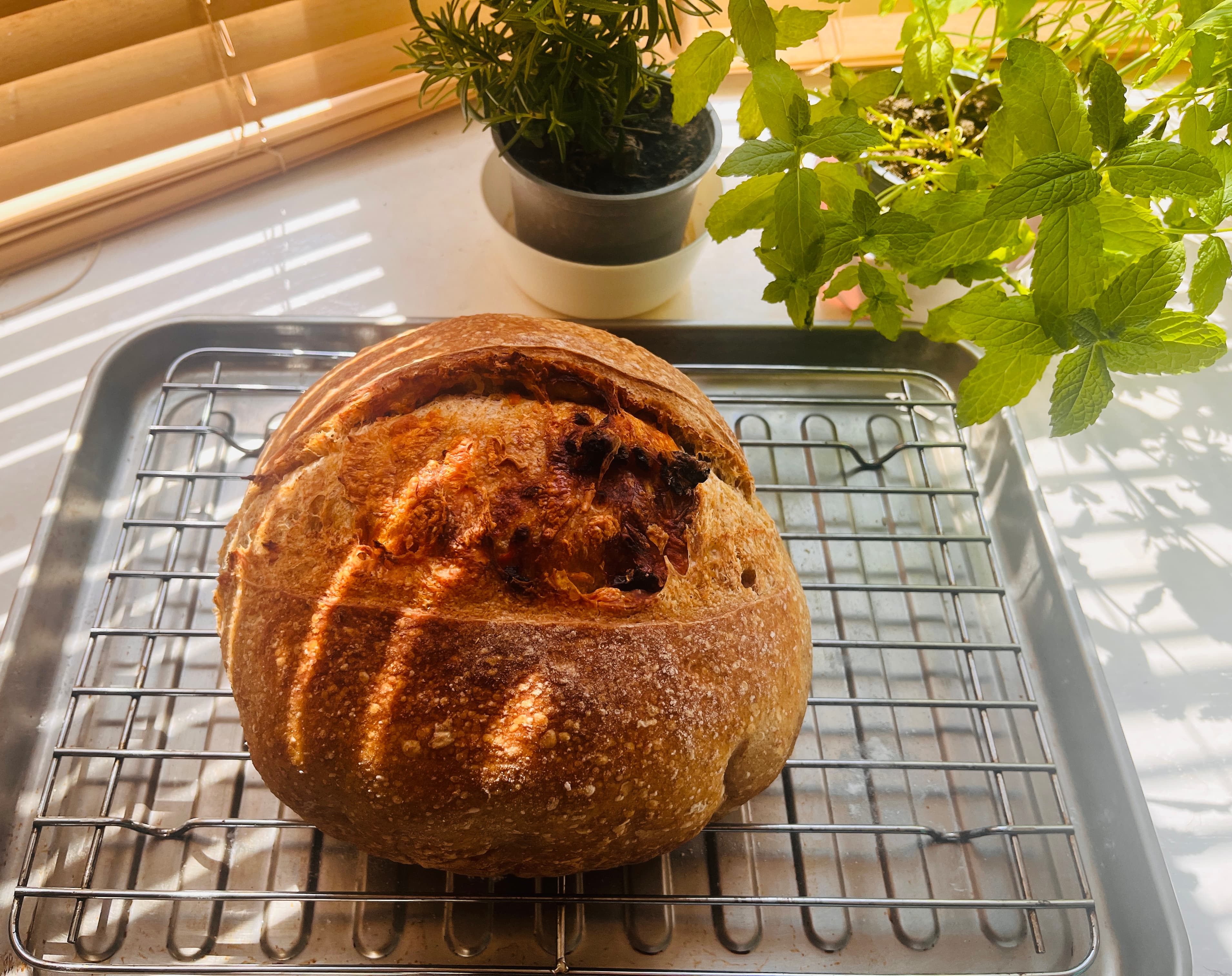 A round sourdough loaf cooling by a sunny window with potted herbs