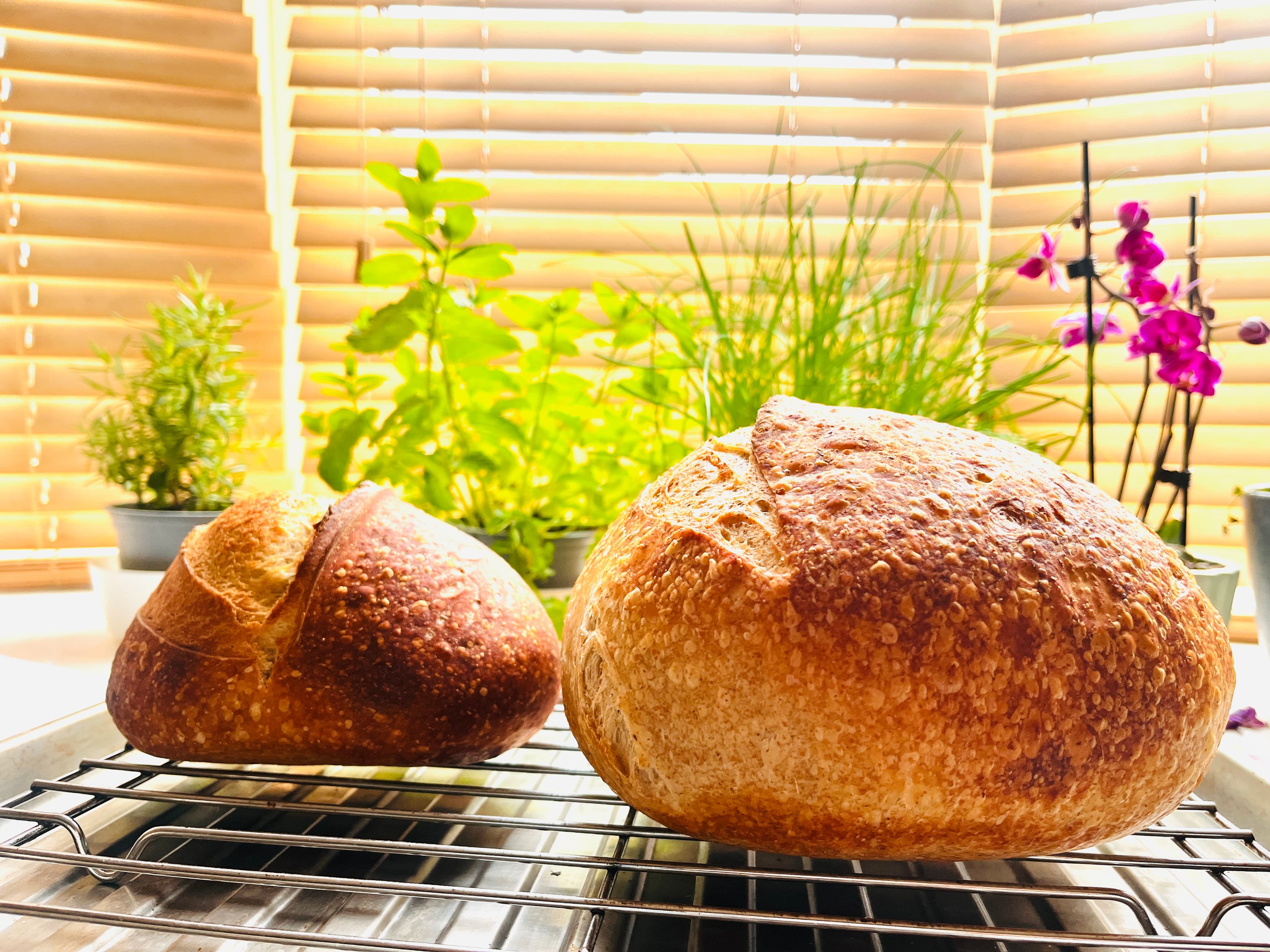 Two sourdough loaves on a cooling rack with herbs